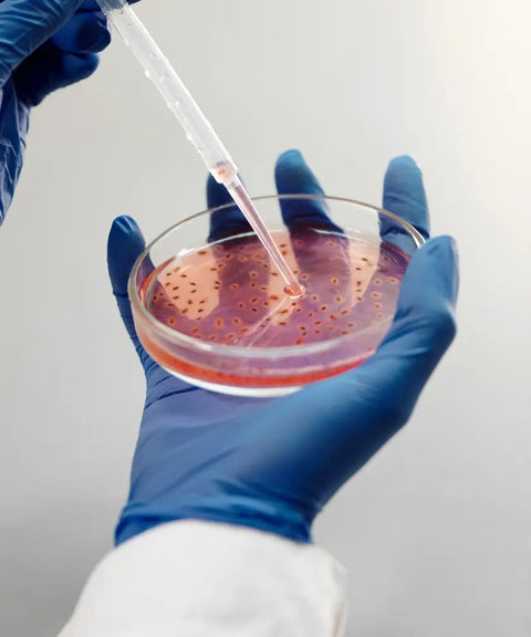 Gloved hands holding a petri dish with a pink liquid culture medium and using a pipette, representing microbiology research in a laboratory setting